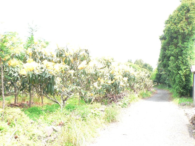 びわ写真 びわ写真